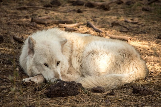 Sleepy arctic wolf lays in a pile of pine needles looking directly at the camera.