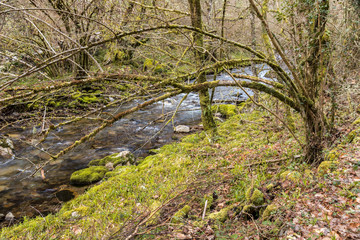 Asturias, Spain. The Muniellos Nature Reserve (Reserva natural integral), protected area of woodland along the valley of the river Muniellos-Tablizas