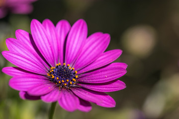 Fototapeta premium macro flor morada