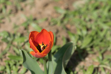 macro de tulipan naranja