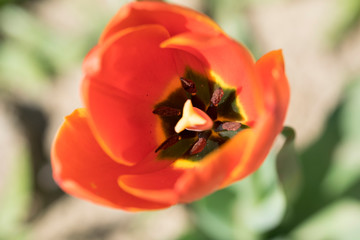 macro de tulipan naranja