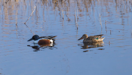 couple of wild ducks floating on a quiet pond