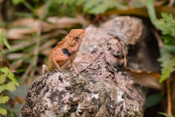 Close up small chameleon