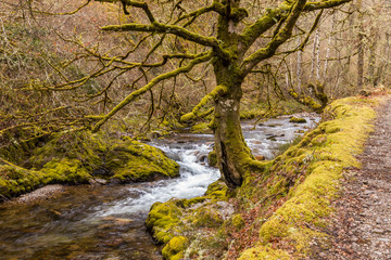 Asturias, Spain. The Muniellos Nature Reserve (Reserva natural integral), protected area of woodland along the valley of the river Muniellos-Tablizas