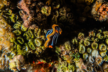 Sea slug in the Red Sea Colorful and beautiful, Eilat Israel