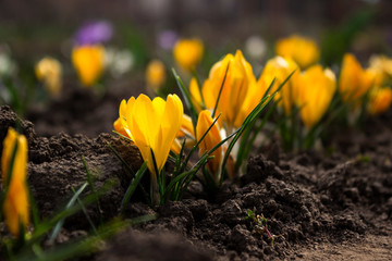 Obraz premium Flowering yellow crocuses on a Sunny day in the spring. Gentle spring flowers in the sun, background.