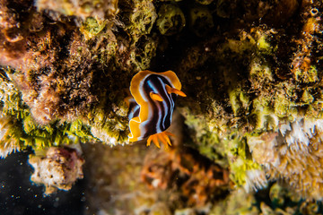 Sea slug in the Red Sea Colorful and beautiful, Eilat Israel