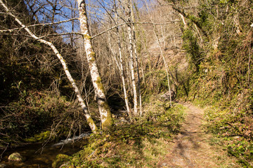 Asturias, Spain. The Muniellos Nature Reserve (Reserva natural integral), protected area of woodland along the valley of the river Muniellos-Tablizas