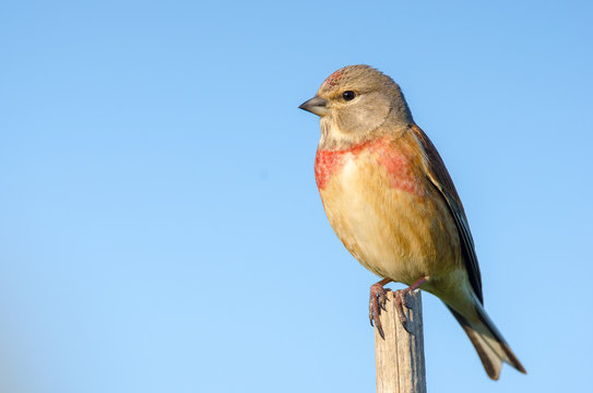 Male carduelis cannabina or pardillo comun with copy space for text