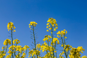 Obraz premium Vivid yellow canola/oilseed rape flowers against a clear blue sky