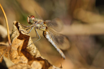Insekt - Libelle 