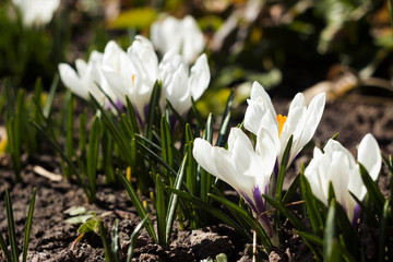 Flowering white crocuses on a Sunny day in the spring. Gentle spring flowers in the sun, background.