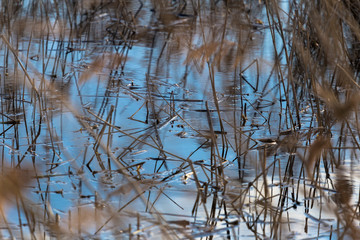 reflections of reeds in the water