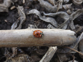 Ladybug on a Stick