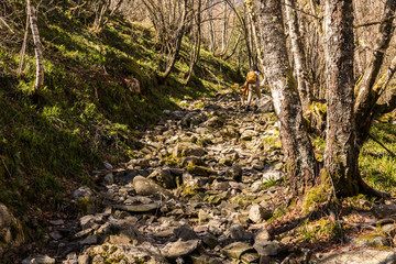 Asturias, Spain. The Muniellos Nature Reserve (Reserva natural integral), protected area of woodland along the valley of the river Muniellos-Tablizas