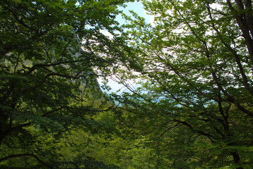  Alps in summer