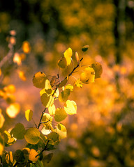 Aspen Branch in the Glow