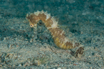 Sea cucumber in the Red Sea Colorful and beautiful, Eilat Israel