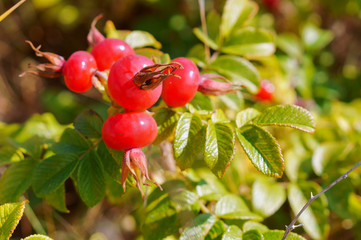 Rosehip bush. The red berries of wild rose hips. Medicinal berries. Rosa canina. Wild rose. Hip bush.