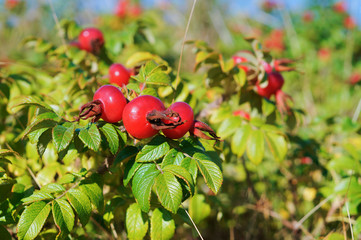 Rosehip bush. The red berries of wild rose hips. Medicinal berries. Rosa canina. Wild rose. Hip...