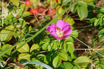 Blooming wild rose bush. Wild rosehip bushes.