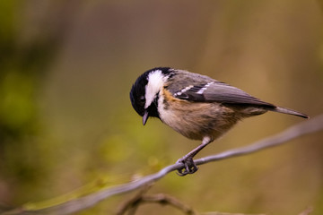 cole tit