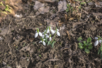 Look at top of beautiful blossoms of white snowdrops in garden. Hello of Spring.
