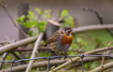 robin