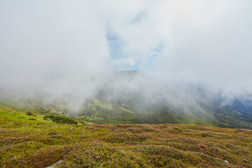 forested rolling hill on a cloudy day. lovely nature scenery of mountainous countryside.