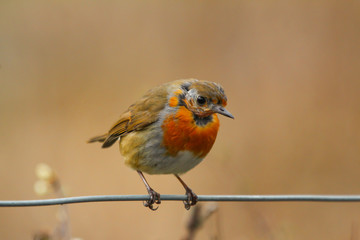 robin