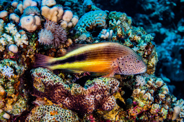 Fish swim in the Red Sea, colorful fish, Eilat Israel