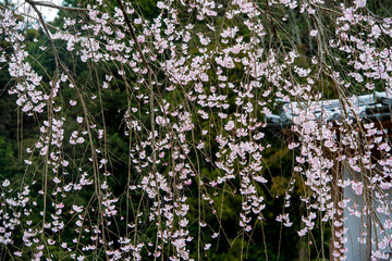 枝垂桜