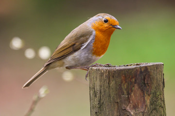 robin