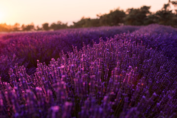 Fototapeta na wymiar colorful sunset at lavender field