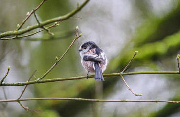Long Tailed Tit