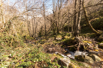 Asturias, Spain. The Muniellos Nature Reserve (Reserva natural integral), protected area of woodland along the valley of the river Muniellos-Tablizas