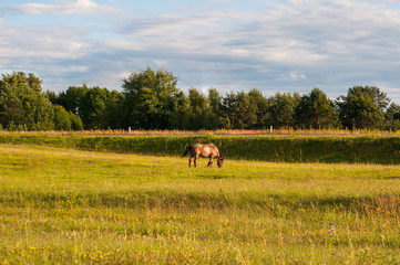 The two horses in brown color eating grasses on the lawn with the green tree on the background