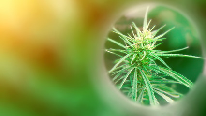 Growing premium cannabis and marijuana products. Medical CBD and THC. Legal hemp field before harvest time. High Quality. Copy space