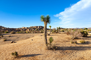 Desert landscape with joshua trees and rock formations in Joshua Tree Stae Park California