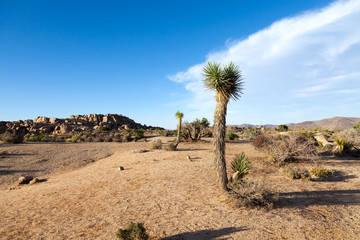 Desert landscape with joshua trees and rock formations in Joshua Tree Stae Park California