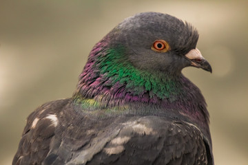 pigeon