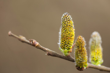 Catkins on a grey sallow shrub salix cinerea in early spring. Salix cinerea Catkins. 