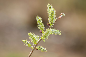 Catkins on a grey sallow shrub salix cinerea in early spring. Salix cinerea Catkins. 