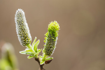 Catkins on a grey sallow shrub salix cinerea in early spring. Salix cinerea Catkins. 