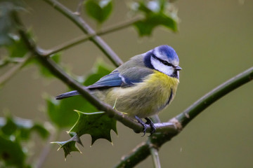 bluetit