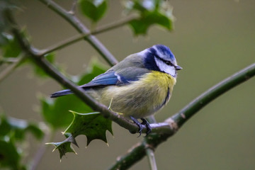 bluetit