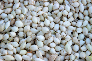 Onion seedlings. Background from a small white onion, ready for planting