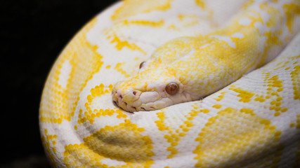 Serpiente amarilla