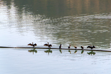Cormorant, black bird cormorant