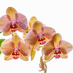 Fototapeta na wymiar Prächtige Phalaenopsis Orchidee isoliert vor weißem Hintergrund